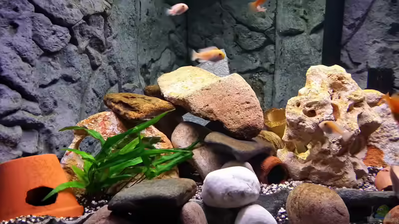 Aquarium Fluval Venezia 350 Eckaquarium von Steffen und Felix (35)