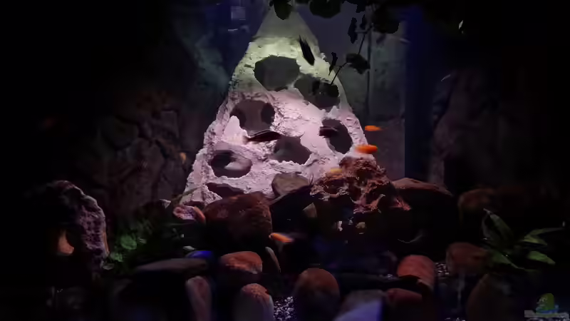 Aquarium Fluval Venezia 350 Eckaquarium von Steffen und Felix (36)