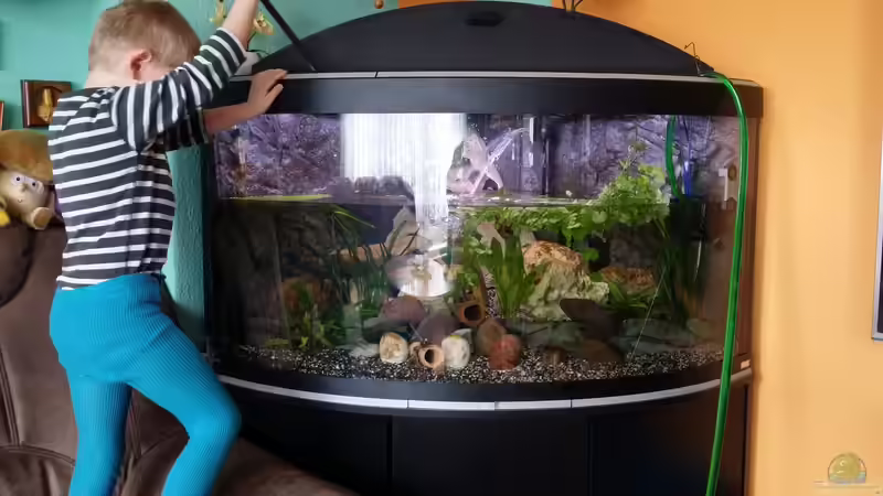 Aquarium Fluval Venezia 350 Eckaquarium von Steffen und Felix (40)