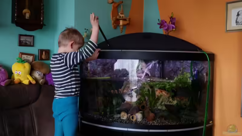 Aquarium Fluval Venezia 350 Eckaquarium von Steffen und Felix (41)