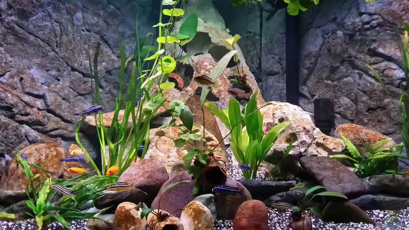 Aquarium Fluval Venezia 350 Eckaquarium von Steffen und Felix (42)