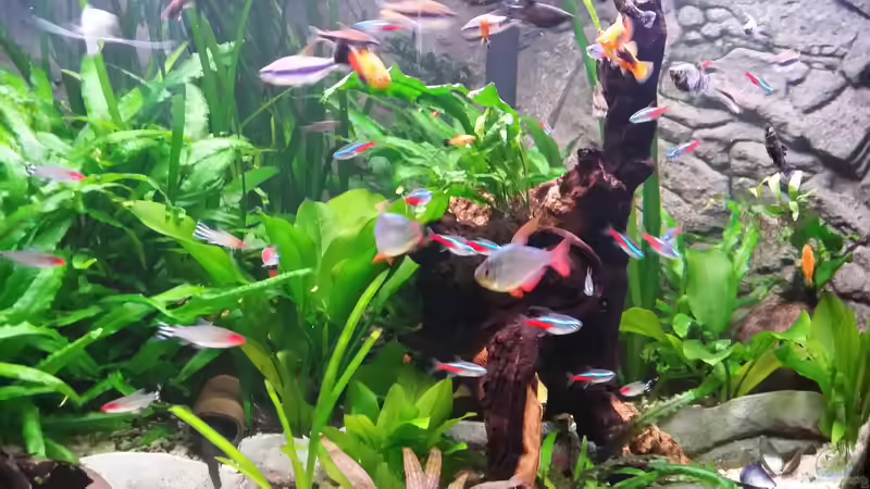 Aquarium Fluval Venezia 350 Eckaquarium von Steffen und Felix (64)