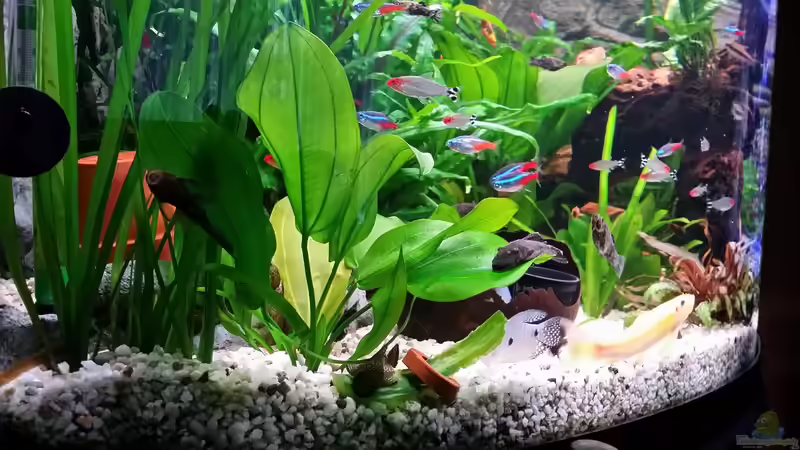 Aquarium Fluval Venezia 350 Eckaquarium von Steffen und Felix (66)