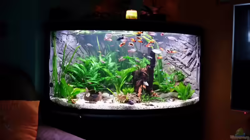 Aquarium Fluval Venezia 350 Eckaquarium von Steffen und Felix (69)