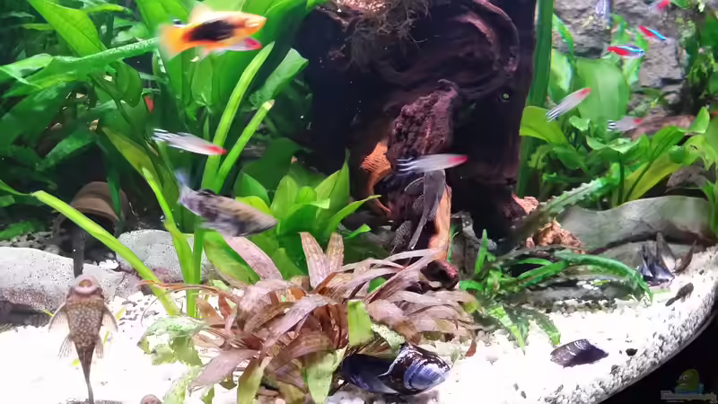 Aquarium Fluval Venezia 350 Eckaquarium von Steffen und Felix (71)