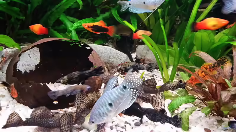 Aquarium Fluval Venezia 350 Eckaquarium von Steffen und Felix (74)