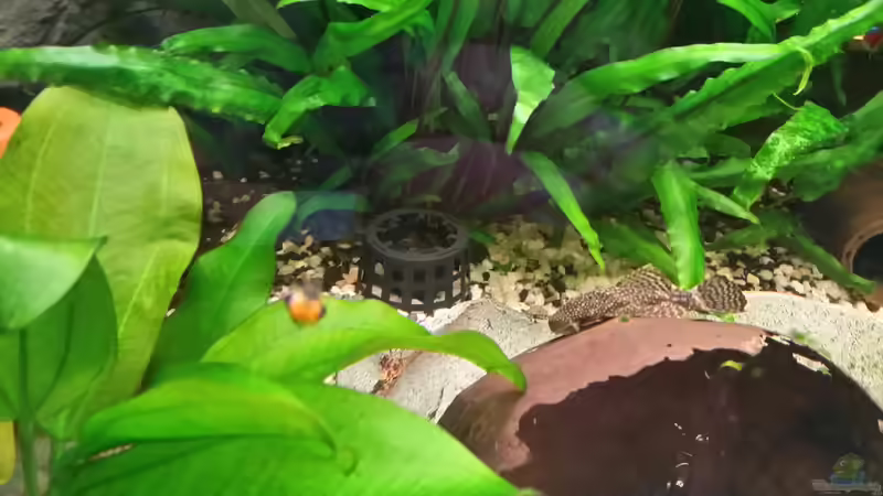 Aquarium Fluval Venezia 350 Eckaquarium von Steffen und Felix (89)