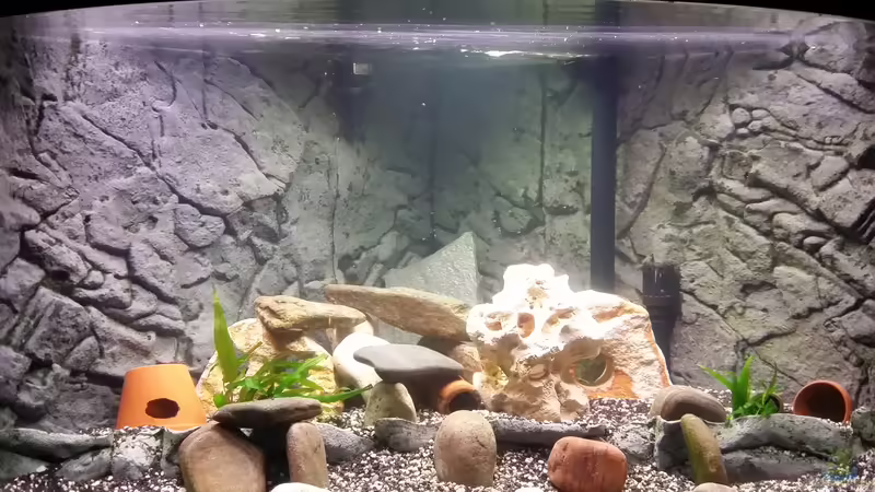 Aquarium Fluval Venezia 350 Eckaquarium von Steffen und Felix (9)