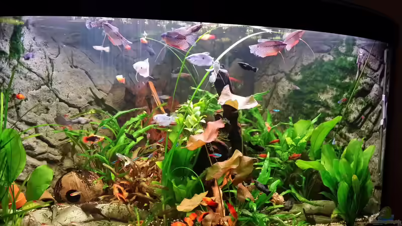 Aquarium Fluval Venezia 350 Eckaquarium von Steffen und Felix (90)