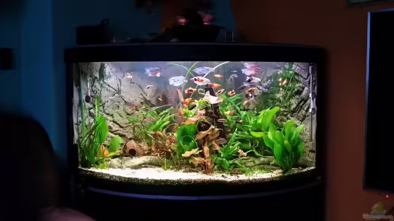Aquarium Fluval Venezia 350 Eckaquarium von Steffen und Felix (91)