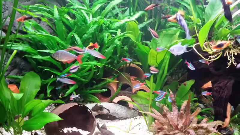 Aquarium Fluval Venezia 350 Eckaquarium von Steffen und Felix (93)