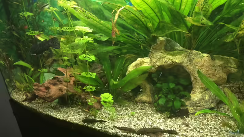 Aquarium fluval vicenza 260 von Flo (2)