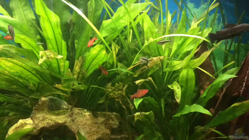 Aquarium fluval vicenza 260 von Flo (4)