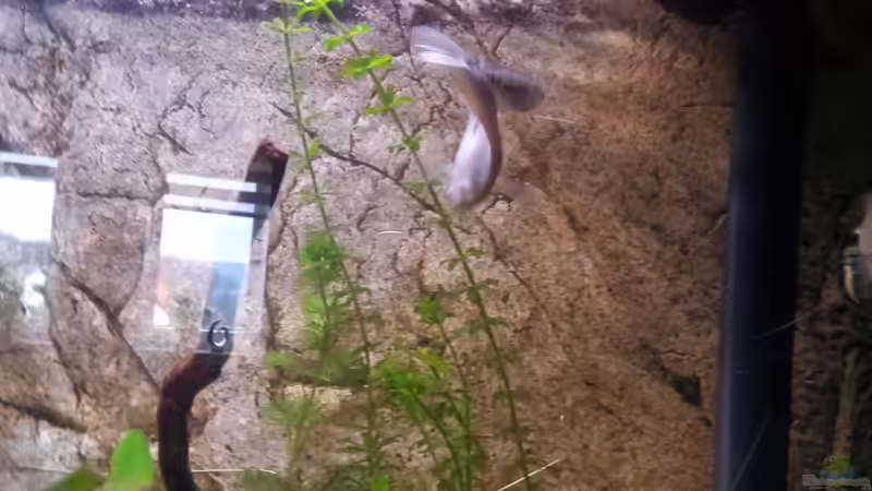 Aquarium Fluval Vicenza 260 von Gokel79 (11)