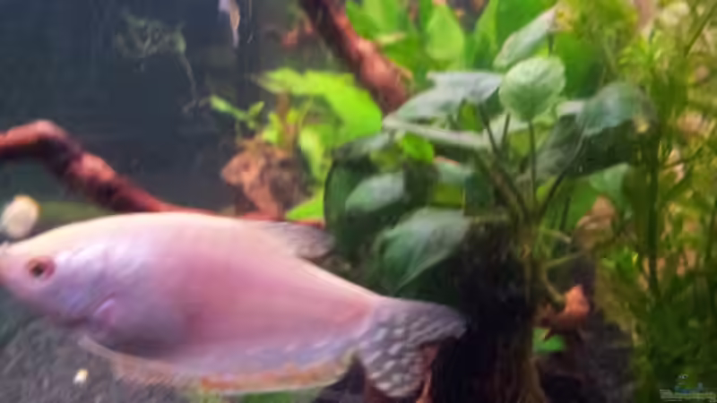 Aquarium Fluval Vicenza 260 von Gokel79 (9)