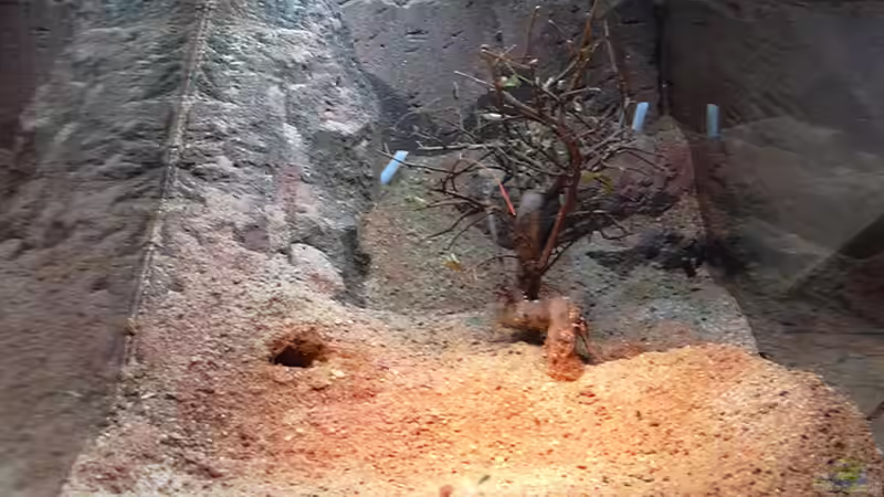 Aquarium Formicarium für Bulldoggenameisen von Traum-Hobby.de (2)