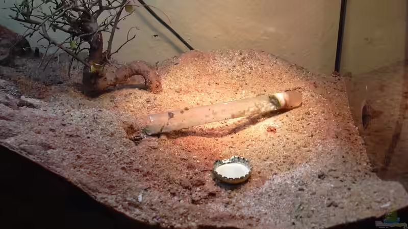 Aquarium Formicarium für Bulldoggenameisen von Traum-Hobby.de (3)