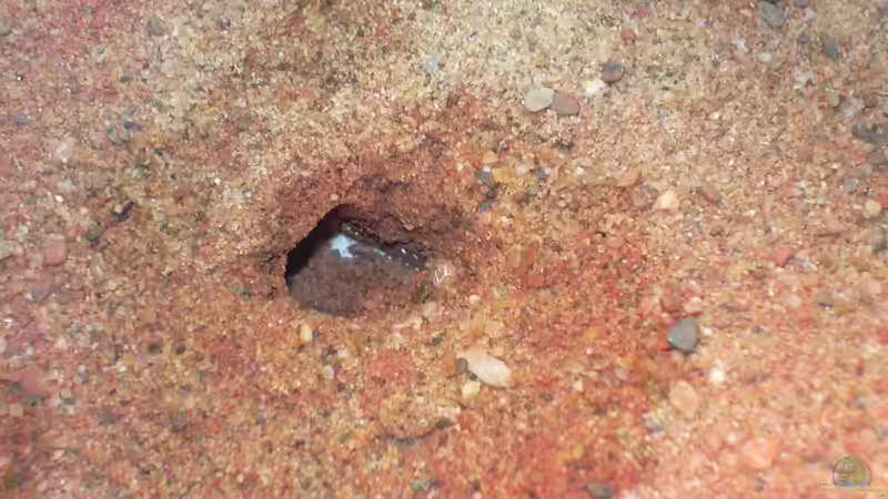 Aquarium Formicarium für Bulldoggenameisen von Traum-Hobby.de (4)