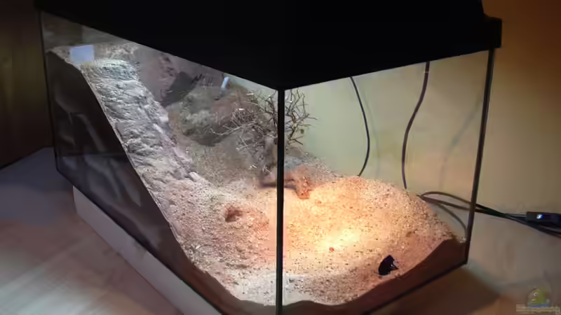 Aquarium Formicarium für Bulldoggenameisen von Traum-Hobby.de (5)