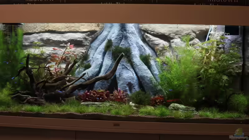 Aquarium Forward To Nature von Campi (3)