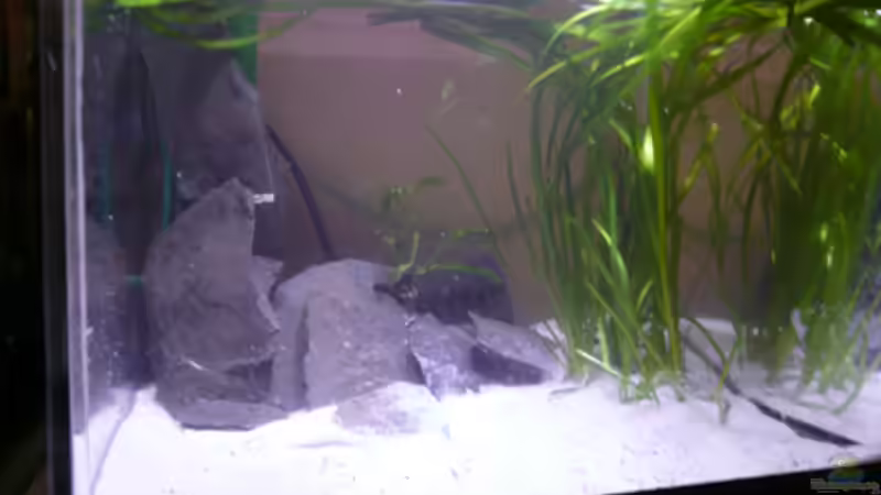 Aquarium Fotokasten von Cichlid Power (7)