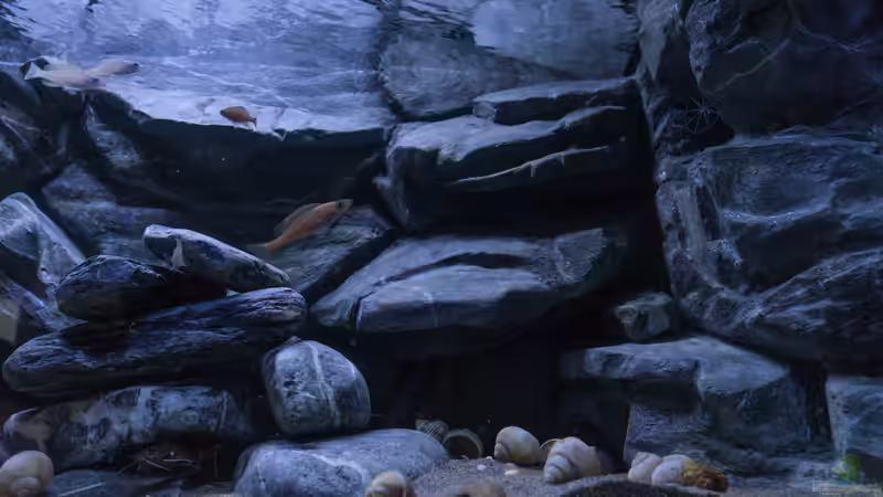 Aquarium Franks Tanganjika Becken von Baghira (3)