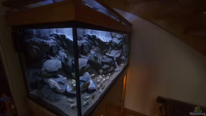 Aquarium Franks Tanganjika Becken von Baghira (5)
