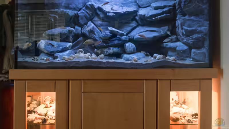 Aquarium Franks Tanganjika Becken von Baghira (6)