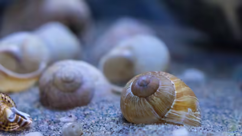 Aquarium Franks Tanganjika Becken von Baghira (8)