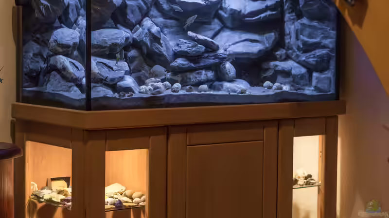 Aquarium Franks Tanganjika Becken von Baghira (9)