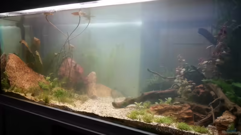 Aquarium Freedom of the Landscape von Jonas (Trancemania) (7)