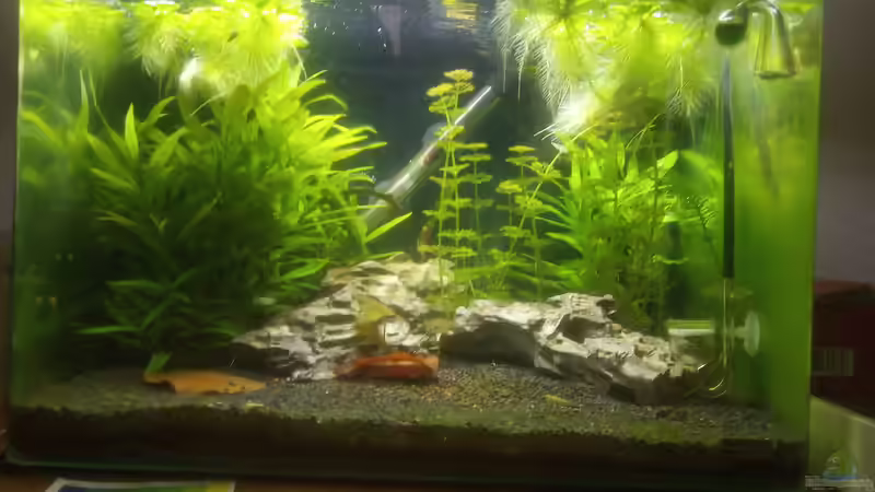 Aquarium Frodos Singlebude (stillgelegt) von Daniel1975Saar (3)