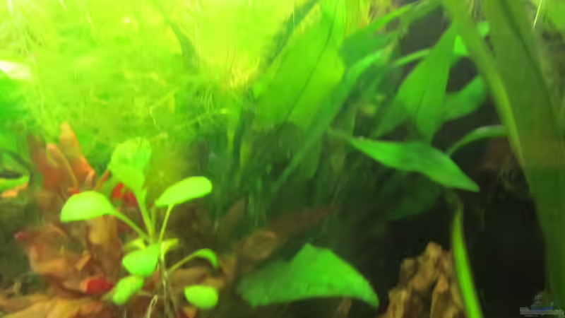 Aquarium From Sterilistation back to Nature von Mofafi-Liebhaber (11)