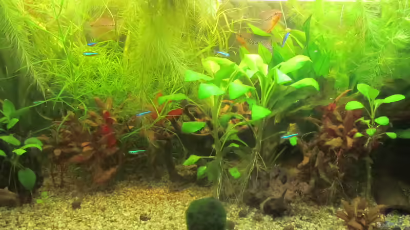 Aquarium From Sterilistation back to Nature von Mofafi-Liebhaber (14)