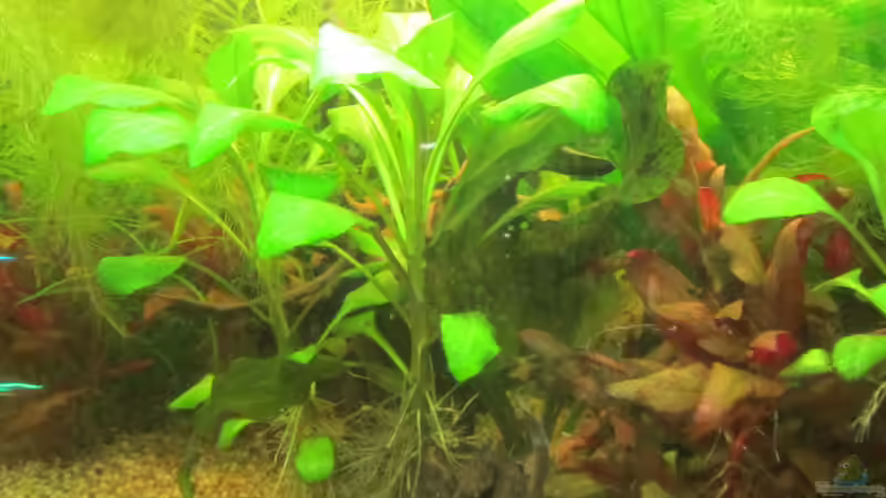 Aquarium From Sterilistation back to Nature von Mofafi-Liebhaber (15)