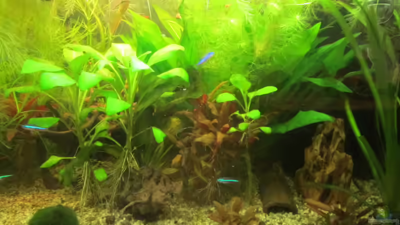 Aquarium From Sterilistation back to Nature von Mofafi-Liebhaber (16)