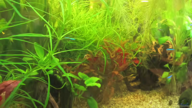 Aquarium From Sterilistation back to Nature von Mofafi-Liebhaber (18)