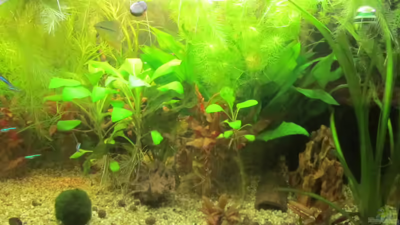 Aquarium From Sterilistation back to Nature von Mofafi-Liebhaber (19)