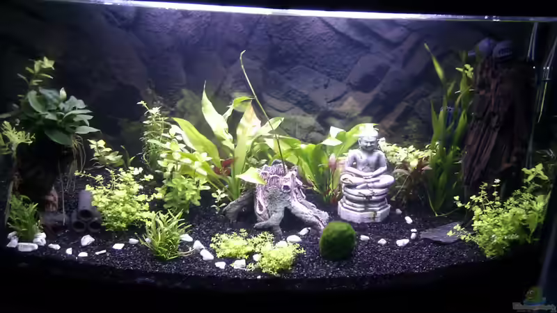 Aquarium front von Migaloo (2)