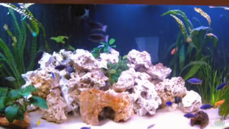 Aquarium front2 von Katja Wilhelm (2)