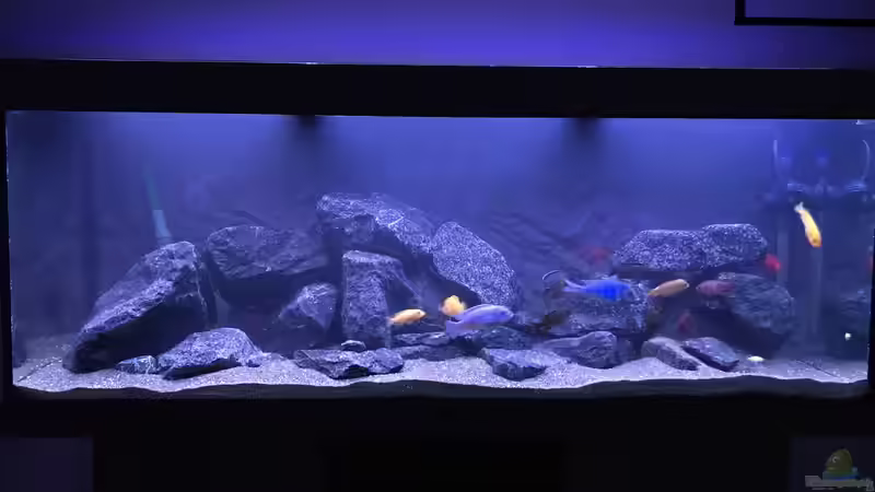 Aquarium Frontansicht von CJ (8)