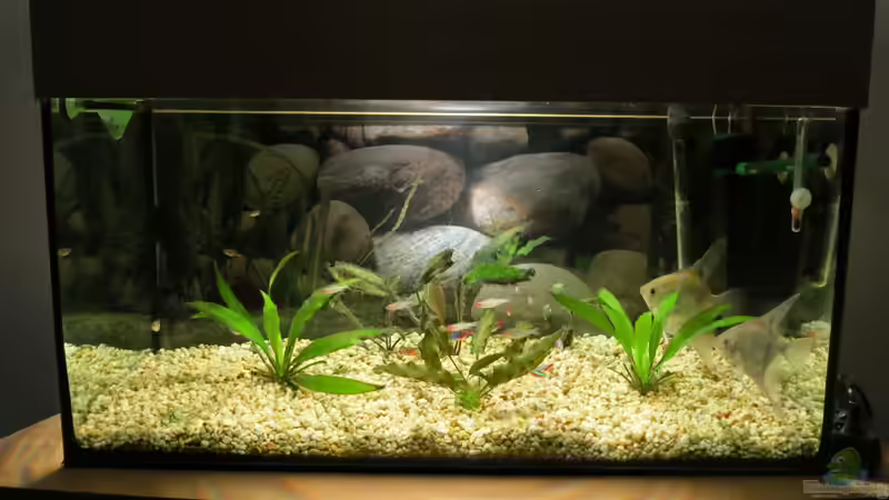 Aquarium Frontansicht von Mirko (1)