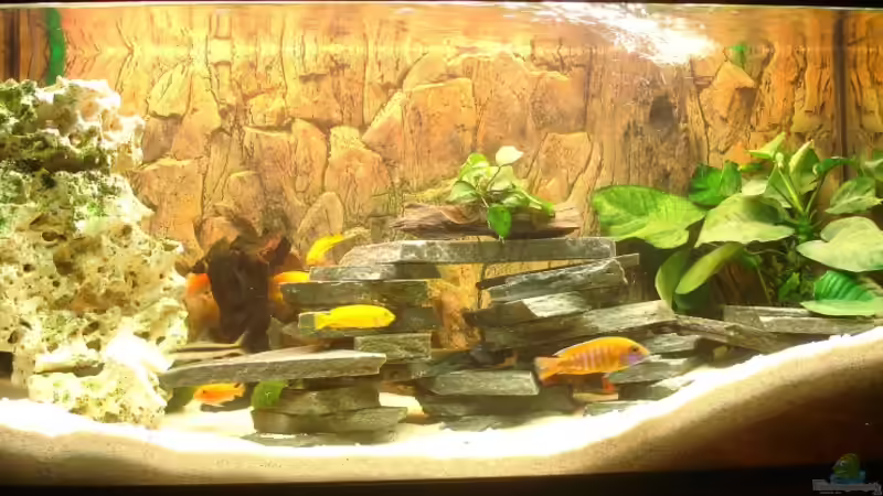 Aquarium Frontansicht