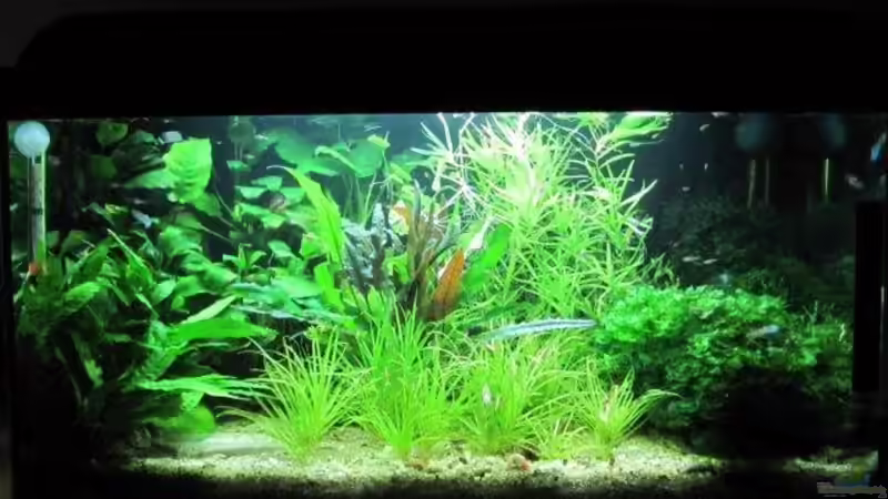 Aquarium-Frontbild von cammarus (1)