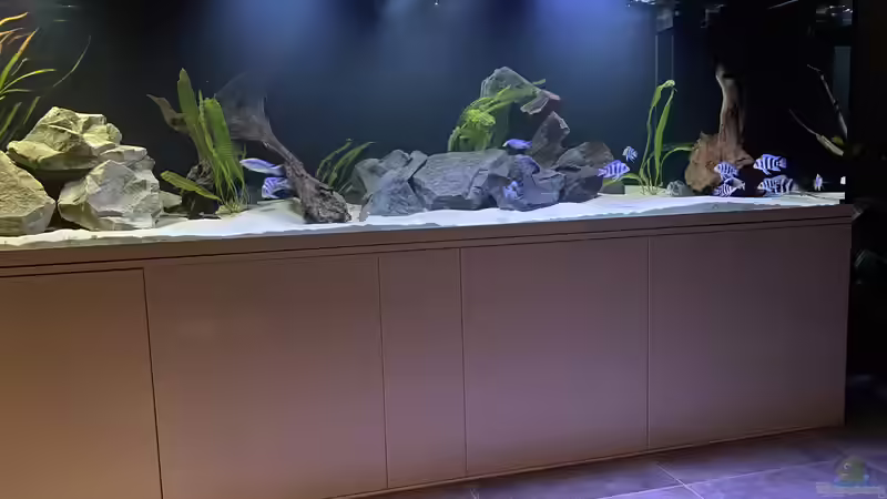 Aquarium Frontosa Imperium von Stefan B (2)