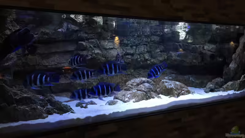 Aquarium Frontosa von Christian V (3)