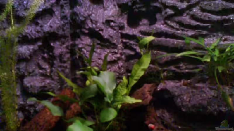 Aquarium Froschgrotte von LaEy (3)