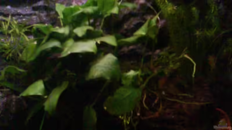 Aquarium Froschgrotte von LaEy (4)