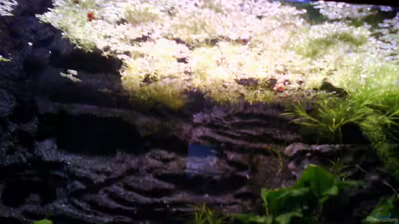 Aquarium Froschgrotte von LaEy (5)