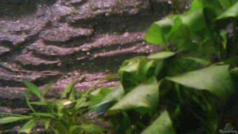 Aquarium Froschgrotte von LaEy (6)